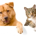 homoeopathie-auch-fuer-hunde-und-katzen-nutzen